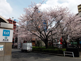 染井吉野桜記念公園の写真３