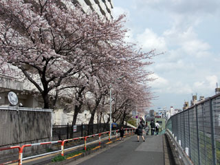 染井吉野桜記念公園の写真４