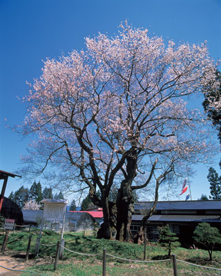 草岡の大明神桜写真２