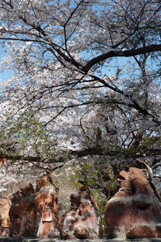 茂林寺の桜写真２