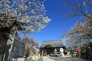 宝寿院の桜写真１