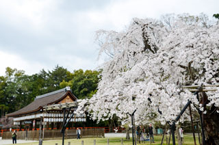 上賀茂神社の桜写真１