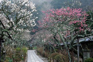 東慶寺の桜写真１