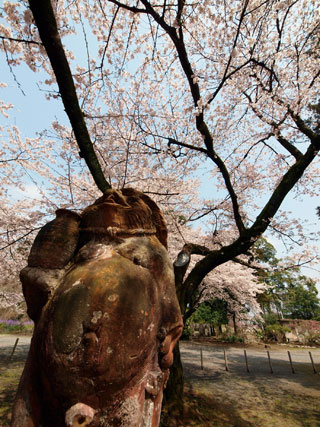 茂林寺の桜写真１