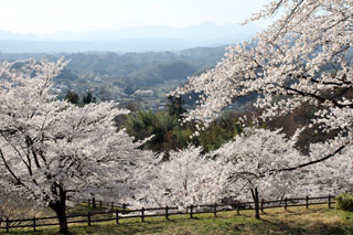 後閑城址公園の桜写真１