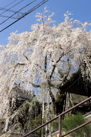 浄福寺の桜写真１