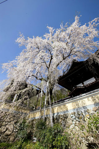浄福寺の桜写真２