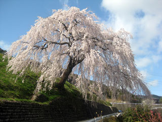 四美・岩太郎のしだれ桜写真１