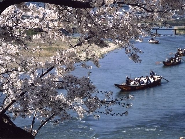保津峡の桜