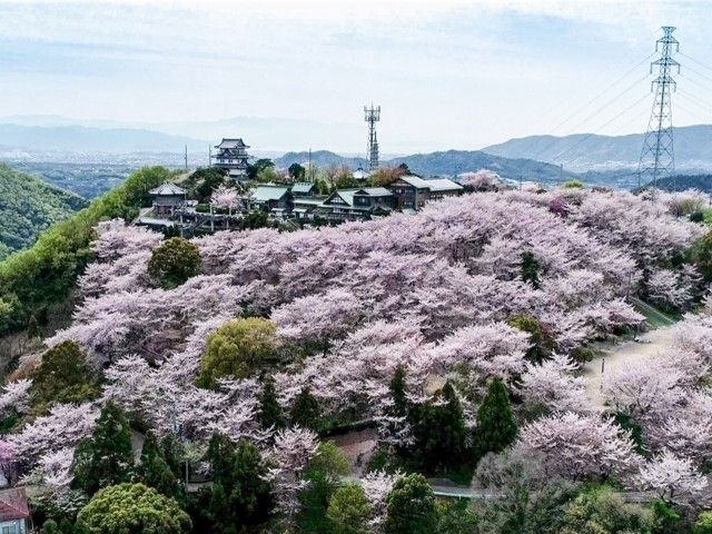 朝日山森林公園の桜