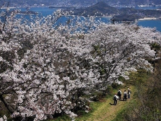 積善山三千本桜