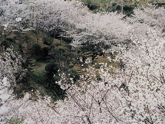 観音ヶ池 市民の森の桜