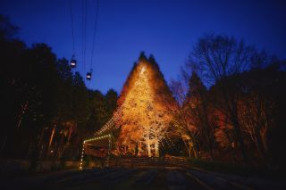 森のクリスマスツリー（高さ25mのメタセコイアが1,600灯の電球でツリーに）