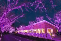嬉野温泉 旅館 吉田屋 冬桜イルミネーションの写真