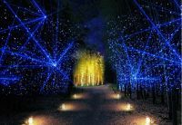 若竹の杜 若山農場 Bamboo Winter Lightsの写真