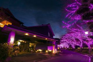 嬉野温泉 旅館 吉田屋 冬桜イルミネーション写真２