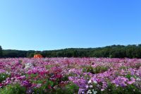 長岡市・越後丘陵公園で秋の風物詩の花が丘を染める！コスモスまつり開催