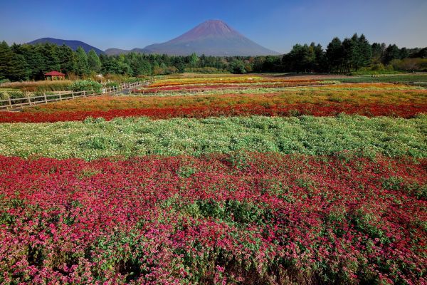 富士本栖湖リゾート虹の花まつりイメージ