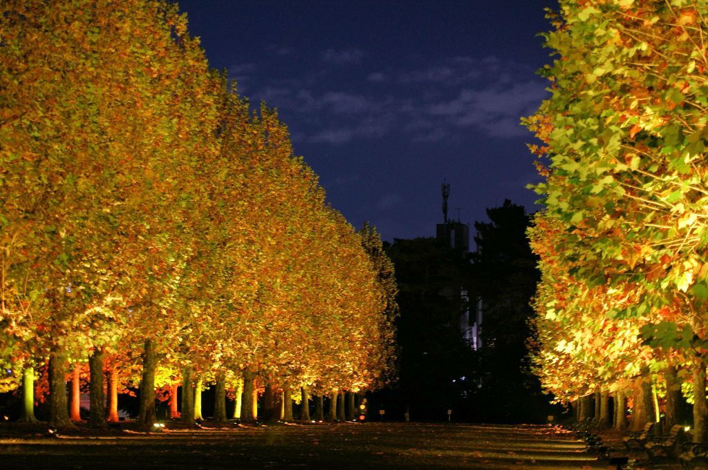 プラタナス並木のライトアップ「秋風」