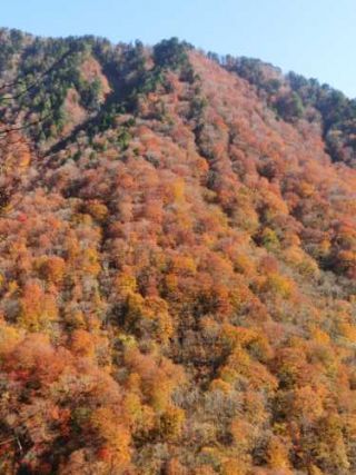 「Autumn leaves hunter2023」さんからの投稿写真＠谷川岳・天神平