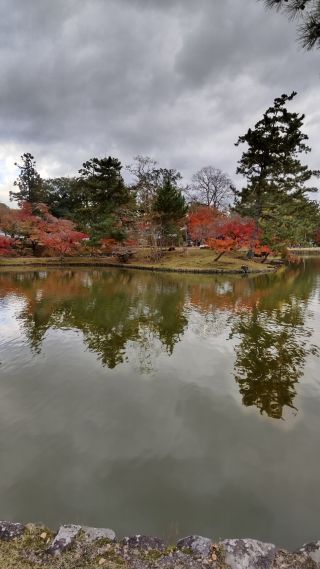 「SK」さんからの投稿写真＠奈良公園