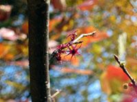 岡山県立森林公園の写真