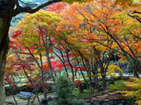 The Autumn Leaves of Atami Plum Garden