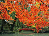 The Autumn Leaves of Okuni-jinja Shrine