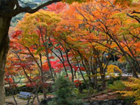 The Autumn Leaves of Atami Plum Garden