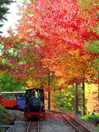 The Autumn Leaves of Shuzenji Niji no Sato