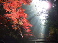The Autumn Leaves of Okuni-jinja Shrine