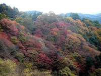 The Autumn Leaves of Enryakuji Temple (Mt. Hiei)