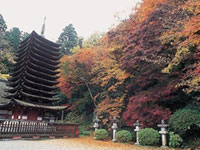The Autumn Leaves of Tanzan Jinja Shrine
