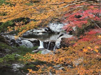 The Autumn Leaves of Setogawa Valley