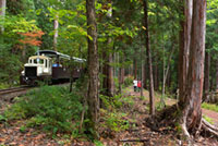赤沢自然休養林（トロッコ列車 赤沢森林鉄道）の写真