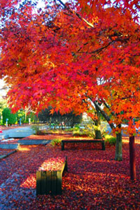 千葉県立柏の葉公園の写真