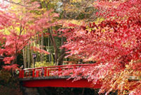 修善寺温泉 竹林の小径の写真