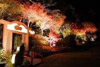 有馬温泉 太閤の湯「紅葉の棚田」の写真