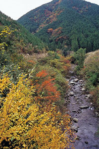 島ノ川渓谷の写真