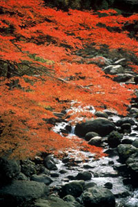 福士川渓谷の写真