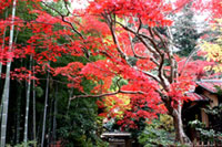 京王百草園の写真