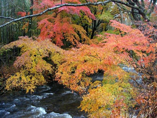 花園渓谷の写真2