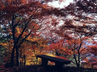 西山公園の写真1