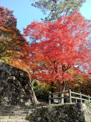 郡上八幡城の写真3