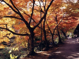 養老公園の写真3