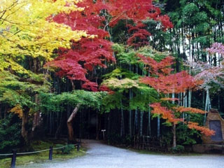圓光寺の写真2