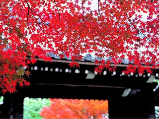 龍安寺の写真1