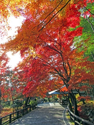 天龍寺の写真4