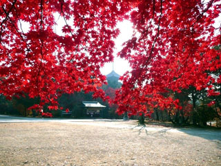 仁和寺の写真3