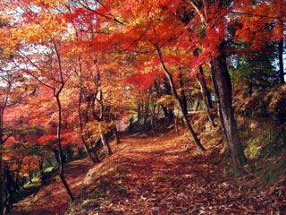 最上山公園(もみじ山)の写真1